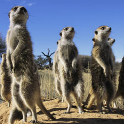 Article: Small business tips: How to do market research