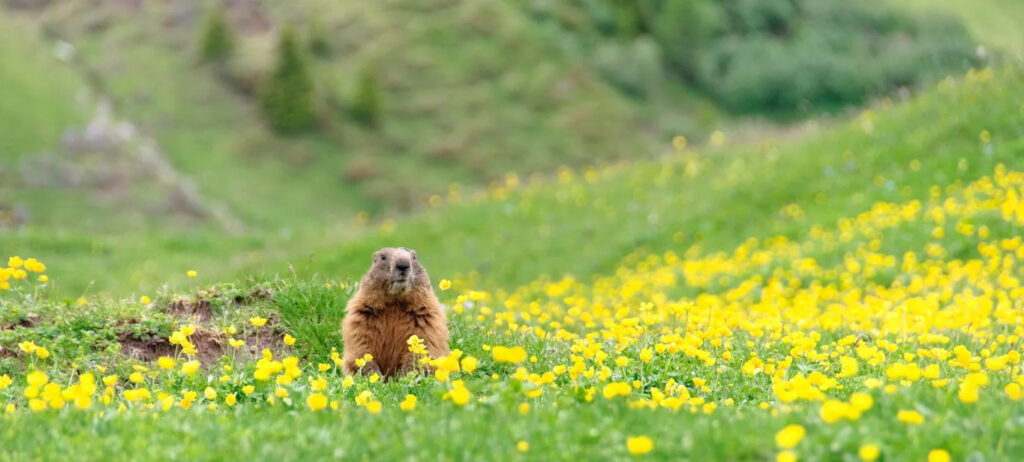 Groundhog (image)